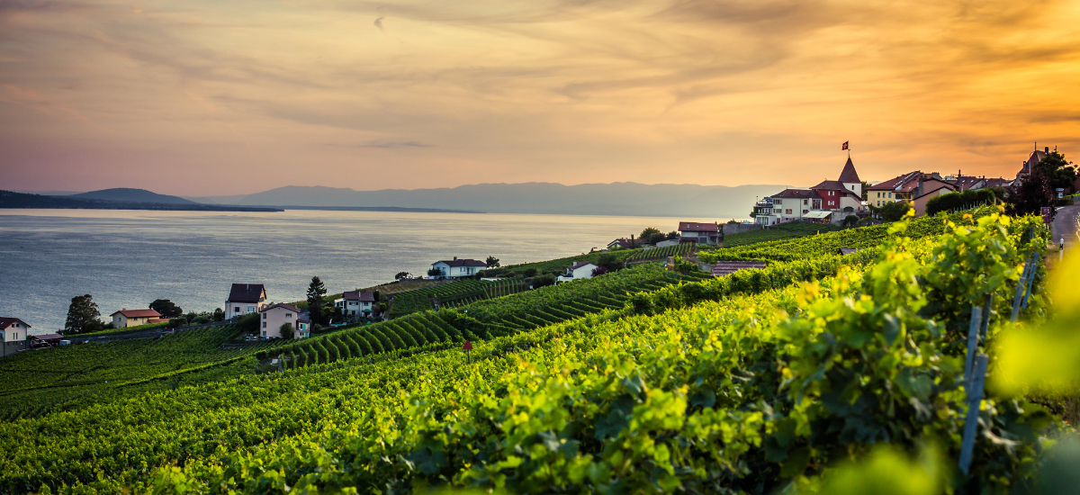 Paysage vignoble du canton de Vaud