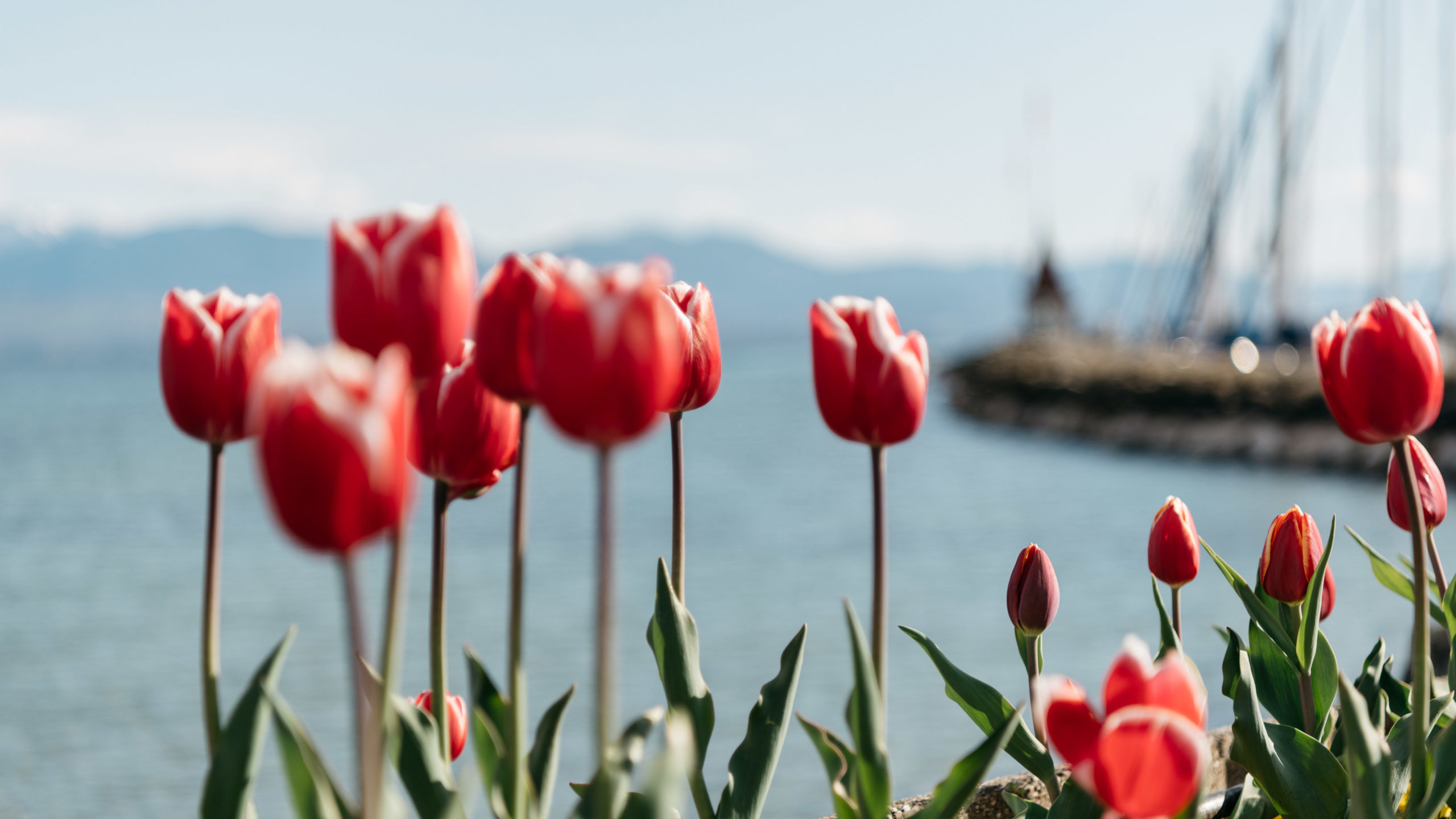 Comptage de l'Observatoire pour la Fête de la Tulipe à Morges